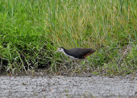 シロハラクイナ9534◎