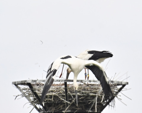 コウノトリのペアー0017