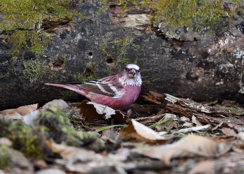 オオマシコ♂9632