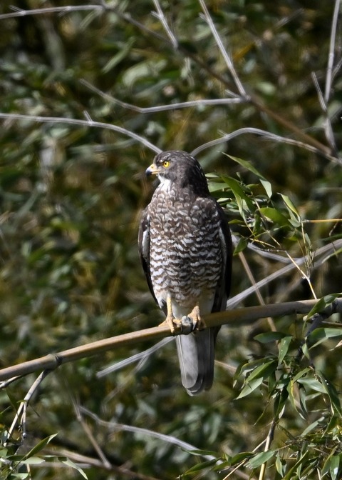 サシバ♀9644
