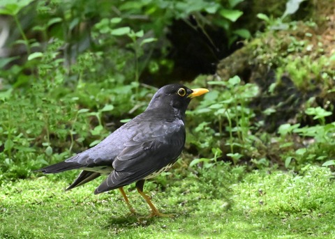 クロツグミ♂4154