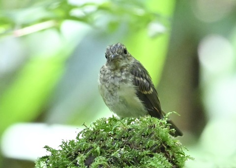 キビタキ幼鳥4933