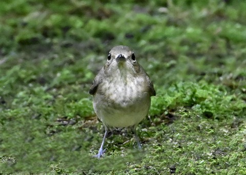 キビタキ♀2880