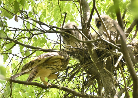 トラフズク♀2011