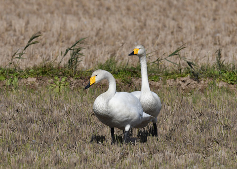 オオハクチョウ4417