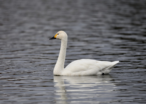 コハクチョウ7587