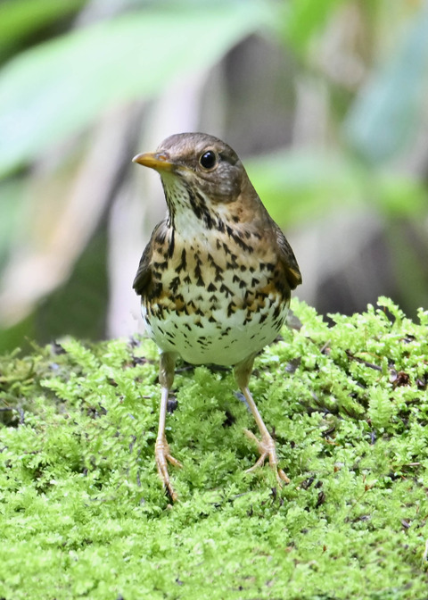 クロツグミ♀3916