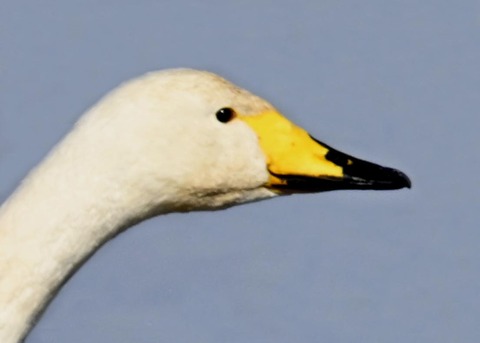 オオハクチョウ3001