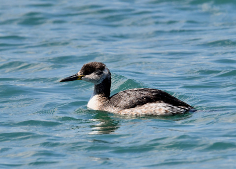 ｱｶｴﾘｶｲﾂﾌﾞﾘ7079