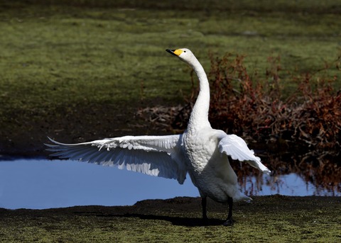オオハクチョウ7972