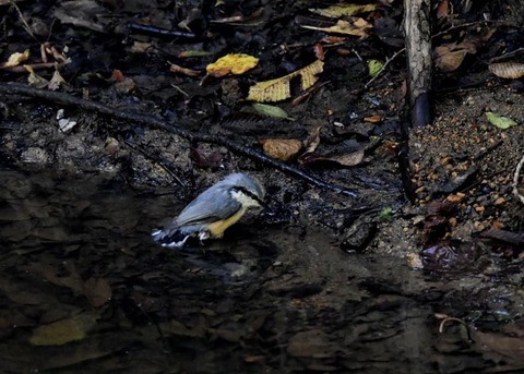 コ゜シ゜ュウカラ7688