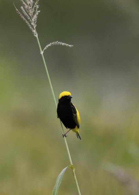 オウゴンチョウ♂2140