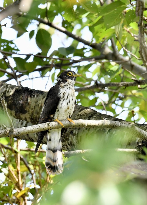 ジュウイチ幼鳥2972