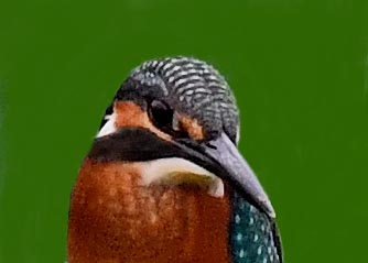 カワセミ幼鳥2001(2211)