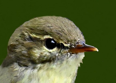 メボソムシクイ0001