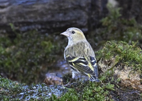 マヒワ♀1412
