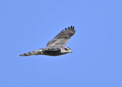オオタカ4900