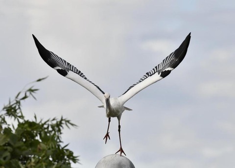 飛ぶ・コウノトリ3066