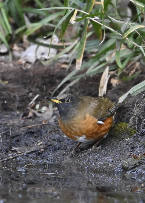 オオアカハラ5283