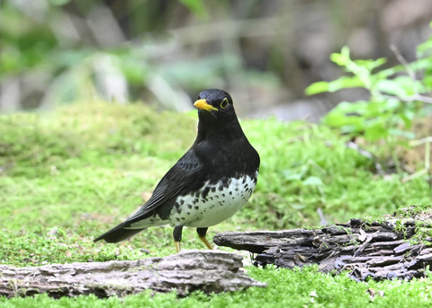 クロツグミ♂0766
