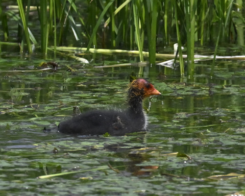 オオバンのひな6097