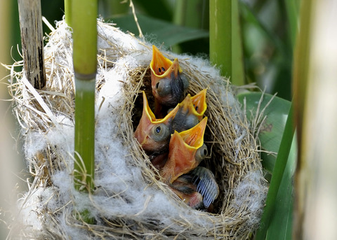 オオヨシキリのひな6111