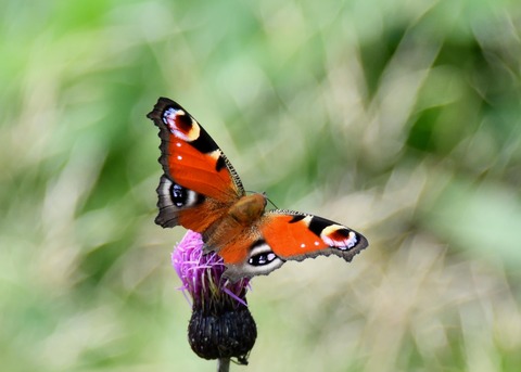 クジャクチョウ2450