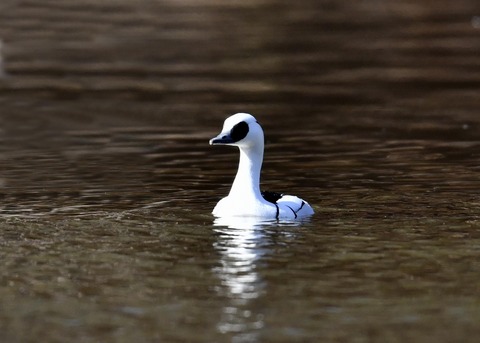 ミコアイサ♂7758