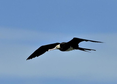 オオグンカンドリ0777