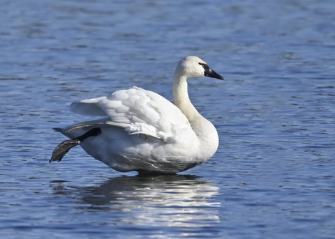 アメリカコハクチョウ8698