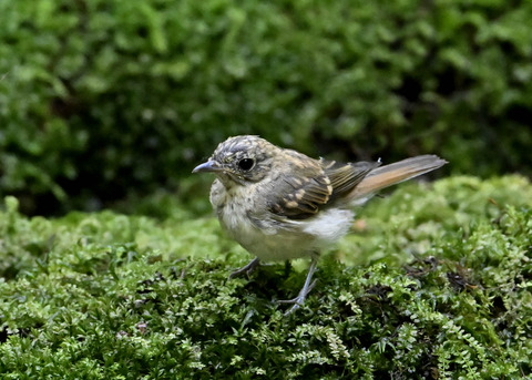 オオルリ♀幼鳥3758