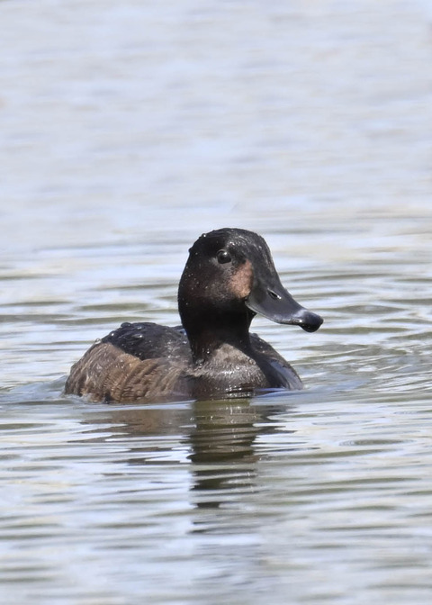 アカハジロ♀4462
