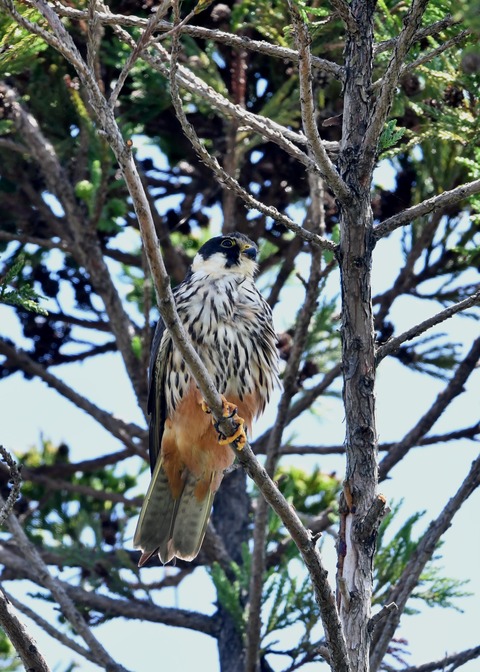 チゴハヤブサ0723