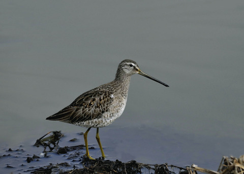 オオハシシギ2191