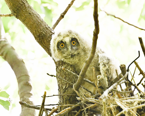 トラフズクのひな②2695