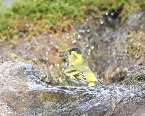 マヒワの水浴び9966