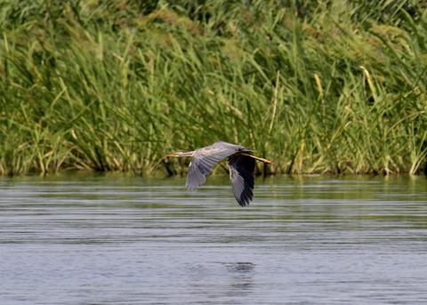 ムラサキサギ6635