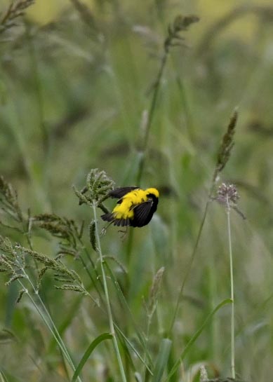 オウゴンチョウ0584○