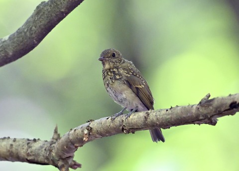 オオルリ♀幼鳥1324