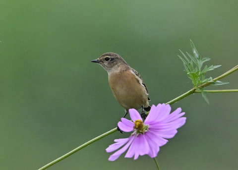 ノビタキ♀0876