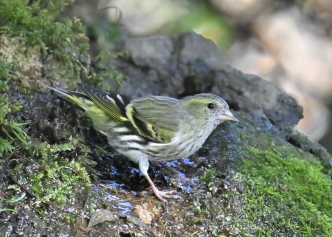 マヒワ♀1351