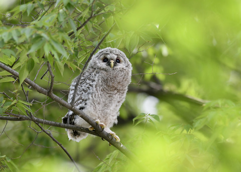 フクロウのヒナ②9107