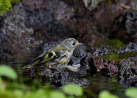 キクイタダキ幼鳥2882