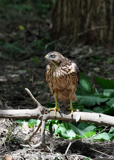 オオタカ幼鳥3562