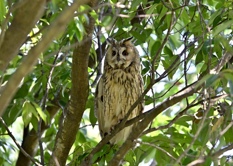 トラフズク♂3184