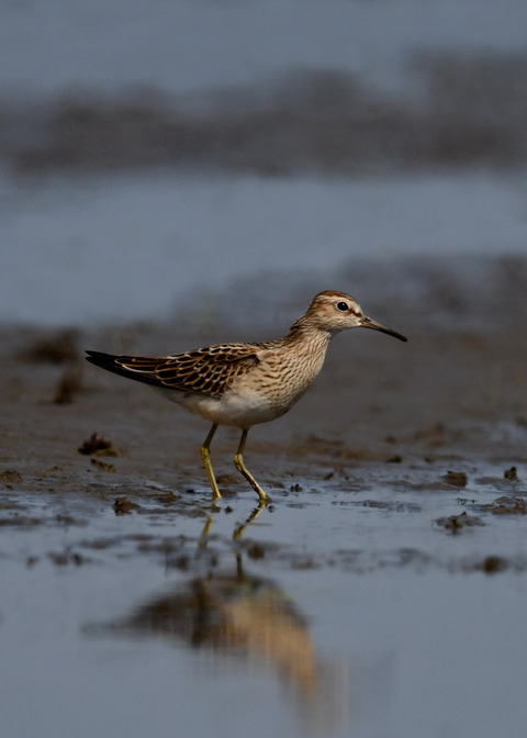 アメリカウズラシギ4642