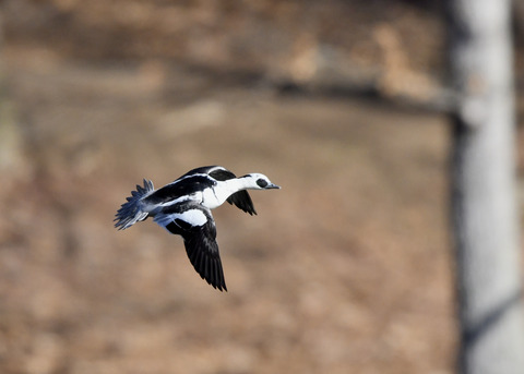 ミコアイサ♂8517