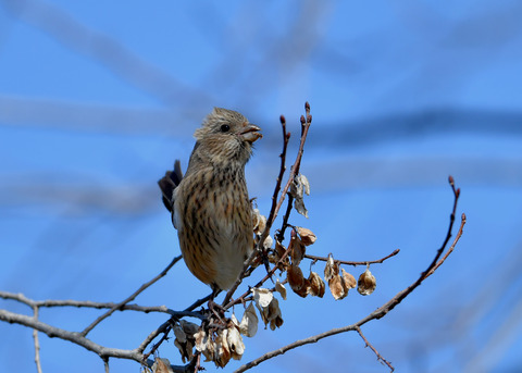 ベニマシコ♀1161