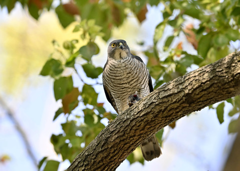ツミ♀4924