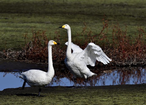 オオハクチョウ7955